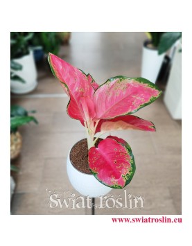 Aglaonema China Red, Aglonema China Red, Aglonema, roślina na zielony parapet, rośliny egzotyczne, rośliny tropikalne