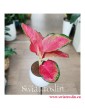 Aglaonema China Red, Aglonema China Red, Aglonema, roślina na zielony parapet, rośliny egzotyczne, rośliny tropikalne