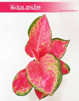 Aglaonema China Red, Aglonema China Red, Aglonema, rośliny tropikalne, rośliny egzotyczne