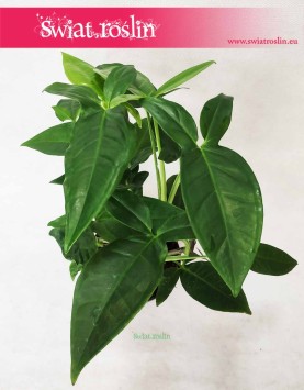 Syngonium Trileaf Wonder, Syngonium Auritum, Zroślicha Uszkowata 3