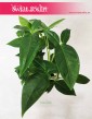 Syngonium Trileaf Wonder, Syngonium Auritum, Zroślicha Uszkowata 3