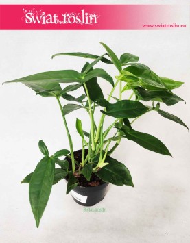 Syngonium Trileaf Wonder, Syngonium Auritum, Zroślicha Uszkowata 2