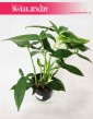 Syngonium Trileaf Wonder, Syngonium Auritum, Zroślicha Uszkowata 2