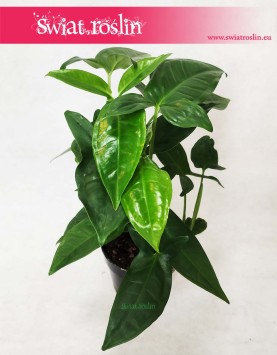 Syngonium Trileaf Wonder, Syngonium Auritum, Zroślicha Uszkowata, rosliny egzotyczne, rosliny do wnętrz