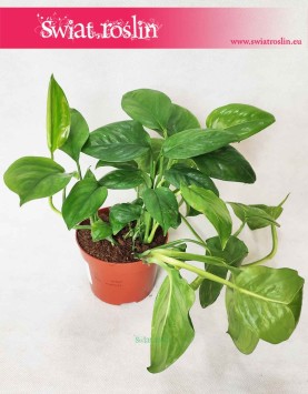Monstera Friedrichsthalii 3