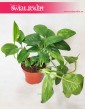 Monstera Friedrichsthalii 3
