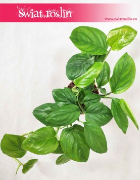 Monstera Friedrichsthalii, rośliny do wnętrz, rośliny do salonu, zielona ściana