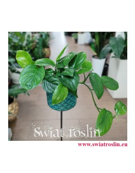 Monstera Friedrichsthalii, rośliny egzotyczne, rośliny tropikalne, rośliny do biura, pnącza