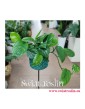 Monstera Friedrichsthalii, rośliny egzotyczne, rośliny tropikalne, rośliny do biura, pnącza