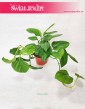 Monstera Friedrichsthalii  4