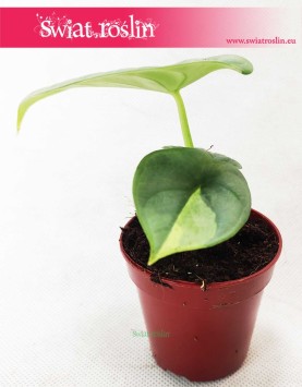 Alocasia Silver Dragon, Alokazja Silver Dragon, Zakleśń 3