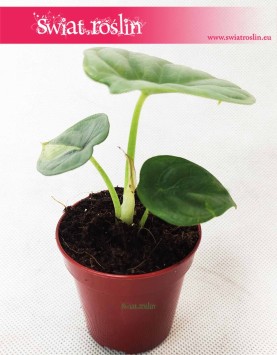 Alocasia Silver Dragon, Alokazja Silver Dragon, Zakleśń 2