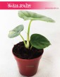 Alocasia Silver Dragon, Alokazja Silver Dragon, Zakleśń 2