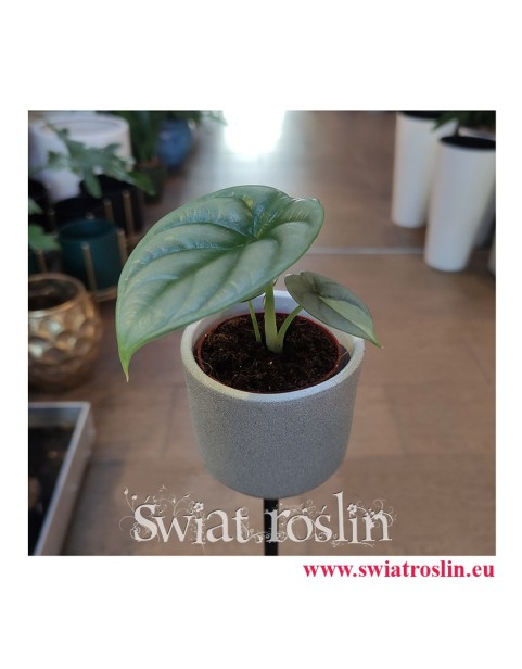 Alocasia Silver Dragon, Alokazja Silver Dragon, Zakleśń, rosliny tropikalne, rośliny egzotyczne