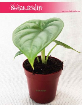 Alocasia Silver Dragon, Alokazja Silver Dragon, Zakleśń