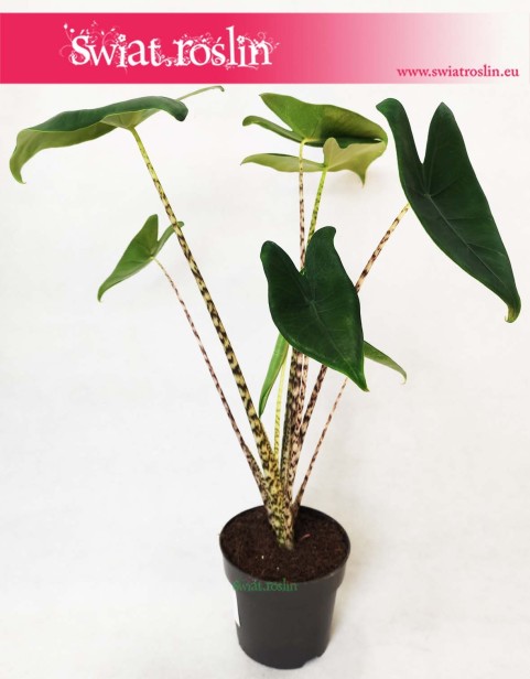 Alocasia Zebrina, Alokazja Zebrina, Zakleśń