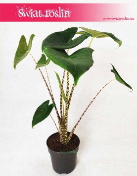 Alocasia Zebrina, Alokazja Zebrina, Zakleśń 3