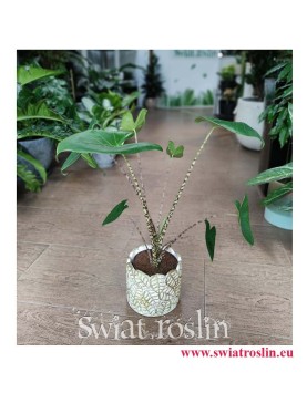 Alocasia Zebrina, Alokazja Zebrina, Zakleśń, Rośliny do biura, rosliny do firmy, sklep z roślinami doniczkowymi