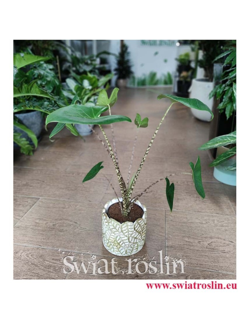 Alocasia Zebrina, Alokazja Zebrina, Zakleśń, Rośliny do biura, rosliny do firmy, sklep z roślinami doniczkowymi