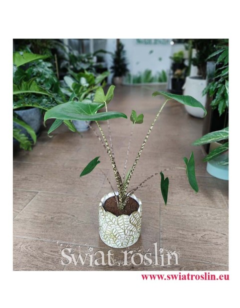 Alocasia Zebrina, Alokazja Zebrina, Zakleśń, Rośliny do biura, rosliny do firmy, sklep z roślinami doniczkowymi