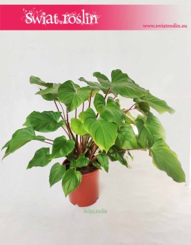Homalomena Rubescens Maggy, Czermiówka Czerwieniejąca