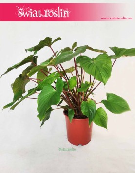 Homalomena Rubescens Maggy, Czermiówka Czerwieniejąca 2