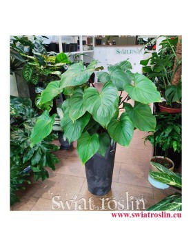 Homalomena rubescens Maggy, Czermiówka Czerwieniejąca, duże rosliny doniczkowe
