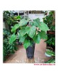 Homalomena rubescens Maggy, Czermiówka Czerwieniejąca, duże rosliny doniczkowe