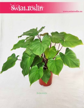 Homalomena Rubescens Maggy, Czermiówka Czerwieniejąca 3