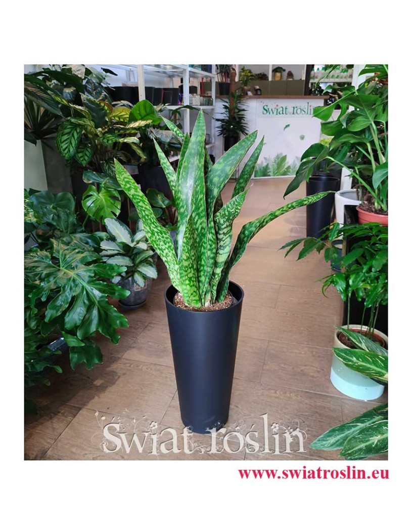 Sansevieria Dragon, Sansevieria Aubrytiana Dragon, Sansewieria Dragon, rośliny tropikalne, rośliny egzotyczne