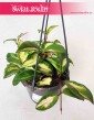 Hoya Carnosa Tricolor, Hoja Carnosa Tricolor, Woskownica 2