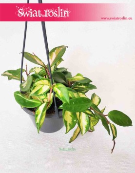 Hoya Carnosa Tricolor, Hoja Carnosa Tricolor, Woskownica 3