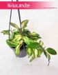 Hoya Carnosa Tricolor, Hoja Carnosa Tricolor, Woskownica 3