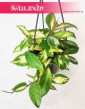 Hoya Carnosa Tricolor, Hoja Carnosa Tricolor, Woskownica