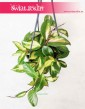 Hoya Carnosa Tricolor, Hoja Carnosa Tricolor, Woskownica 4