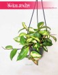 Hoya Carnosa Tricolor, Hoja Carnosa Tricolor, Woskownica, modne rośliny doniczkowe, popularne rosliny doniczkowe