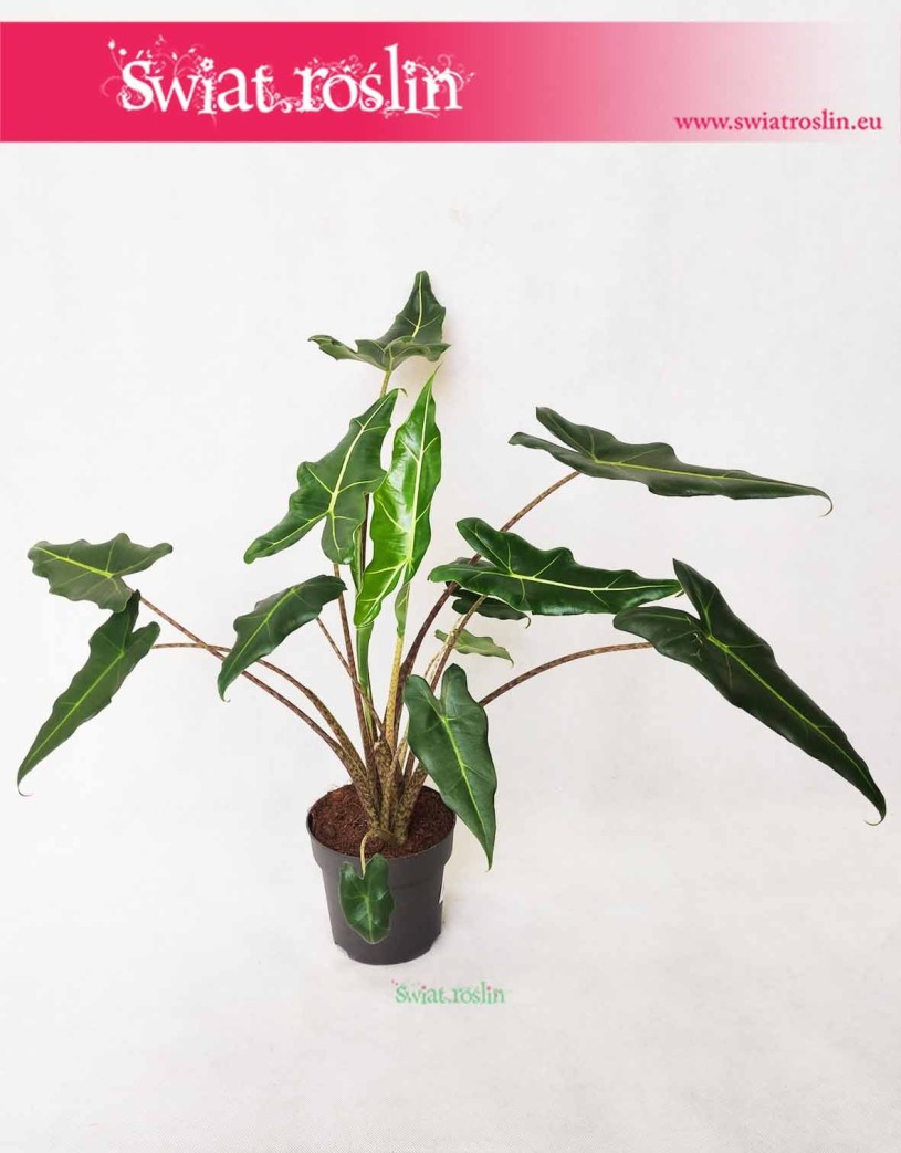 Alokazja Sarian, Alocasia Sarian, Zakleśń