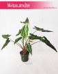 Alokazja Sarian, Alocasia Sarian, Zakleśń