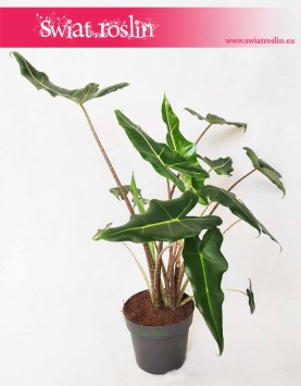 Alokazja Sarian, Alocasia Sarian, Zakleśń  2