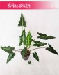 Alokazja Sarian, Alocasia Sarian, Zakleśń, rośliny tropikalne, rośliny egzotyczne, rośliny do firmy, rośliny do biura