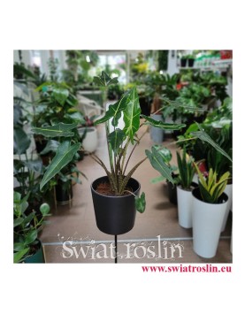 Alokazja Sarian, Alocasia Sarian, Zakleśń, modne rośliny doniczkowe, modne kwiaty doniczkowe, rośliny na zielony parapet