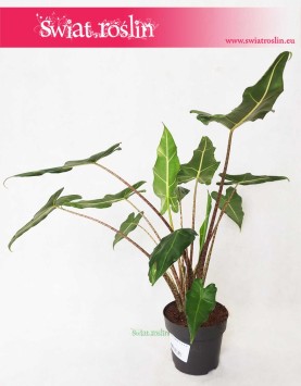 Alokazja Sarian, Alocasia Sarian, Zakleśń  4
