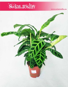 Kalatea Zebrina, Calathea Zebrina, Ostrzeszyn 3