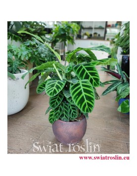Kalatea Zebrina, Calathea Zebrina, Ostrzeszyn, Duża roslina doniczkowa, popularna roślina doniczkowe, modna roślina doniczkowa