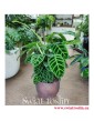 Kalatea Zebrina, Calathea Zebrina, Ostrzeszyn, Duża roslina doniczkowa, popularna roślina doniczkowe, modna roślina doniczkowa