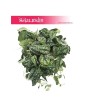 Scindapsus Pstry Argyraeus, Scindapsus Pictus Argyraeus, Epipremnum Pstre Argyraeus, Epipremnum Pictus  Argyraeus 2