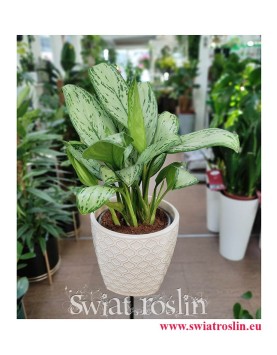 Aglonema Christina, Aglaonema Christina, modne rośliny doniczkowe, popularne rośliny doniczkowe, rośliny z insta
