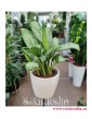 Aglonema Christina, Aglaonema Christina, modne rośliny doniczkowe, popularne rośliny doniczkowe, rośliny z insta