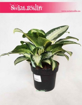 Aglaonema Aquamarina, Aglonema Aquamarina  2