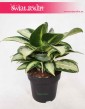 Aglaonema Aquamarina, Aglonema Aquamarina 3